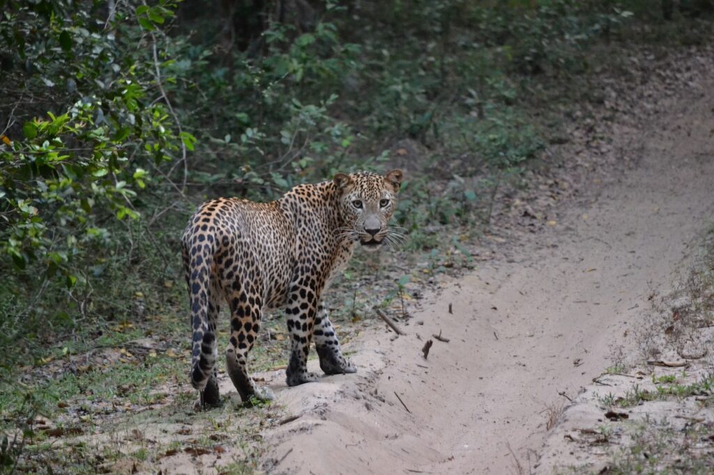 The Loss of Ancient Animal and Plant Classification in Sri Lanka: A Historical and Ecological Perspective