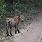 The Loss of Ancient Animal and Plant Classification in Sri Lanka: A Historical and Ecological Perspective